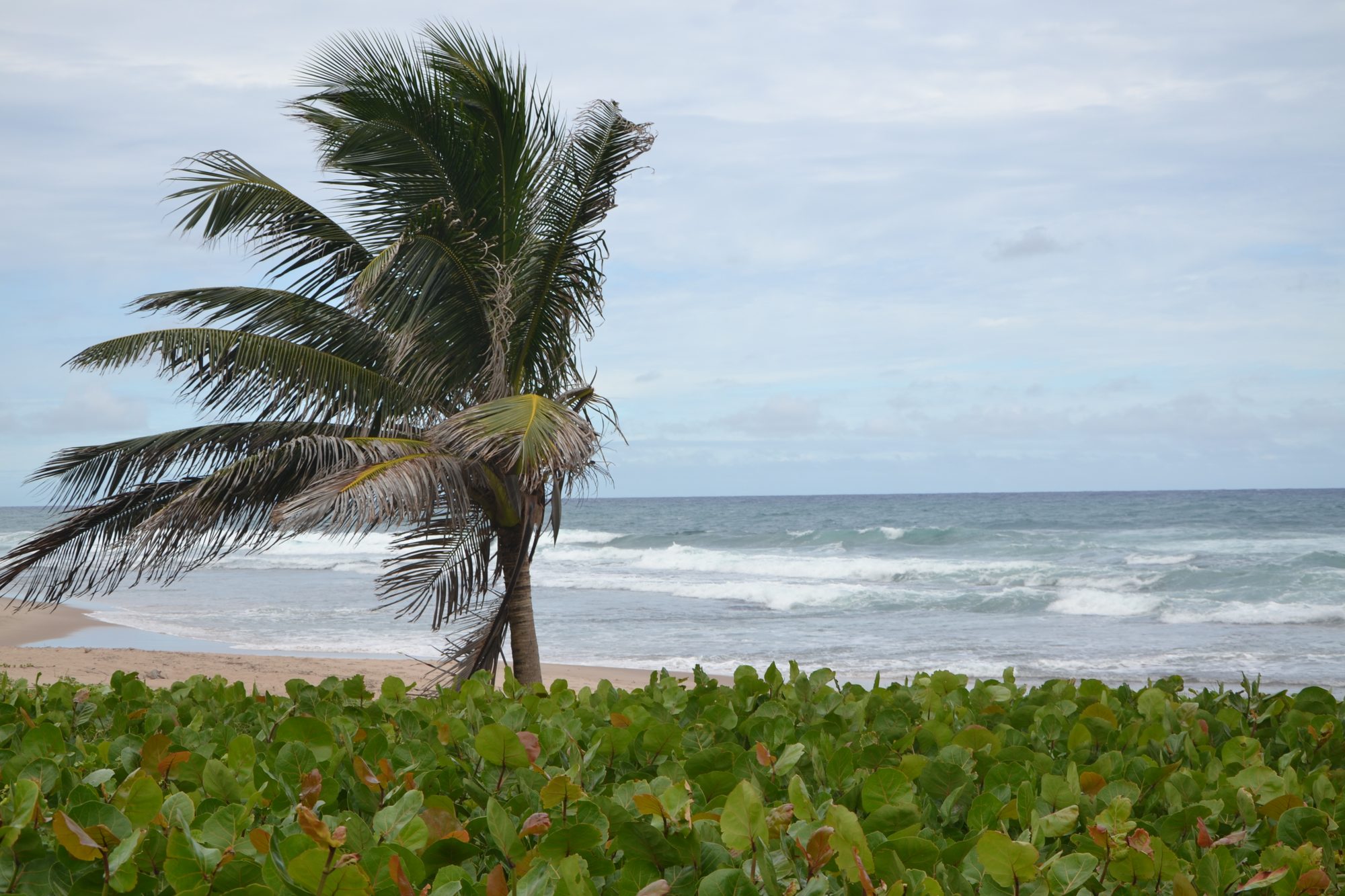 DSC_0116.jpg